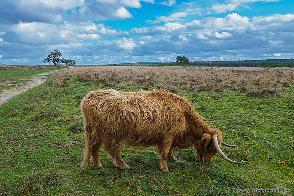 Cultuurdieren, Bart Fotografie-085