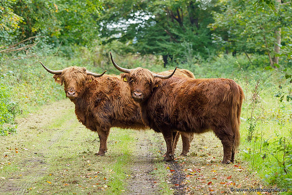 Cultuurdieren, Bart Fotografie-086
