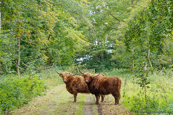 Cultuurdieren, Bart Fotografie-087