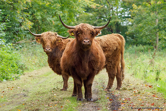 Cultuurdieren, Bart Fotografie-088