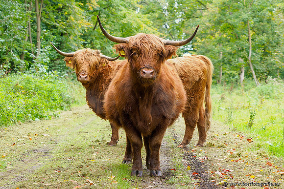 Cultuurdieren, Bart Fotografie-089