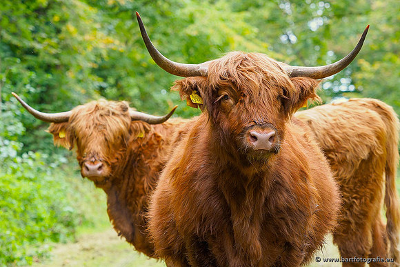 Cultuurdieren, Bart Fotografie-091