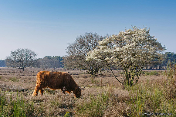 Cultuurdieren, Bart Fotografie-092