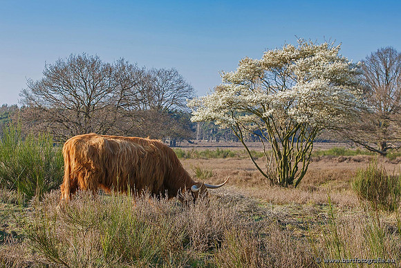 Cultuurdieren, Bart Fotografie-093