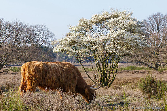 Cultuurdieren, Bart Fotografie-094