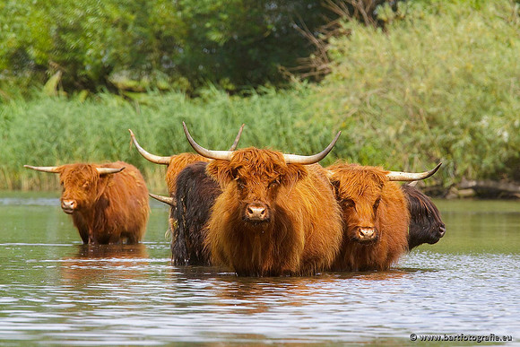 Cultuurdieren, Bart Fotografie-096