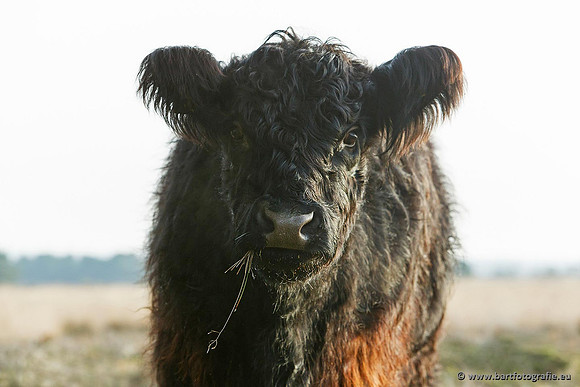 Cultuurdieren, Bart Fotografie-098