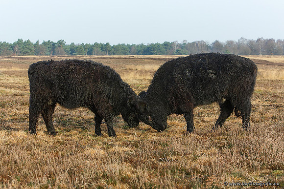 Cultuurdieren, Bart Fotografie-099