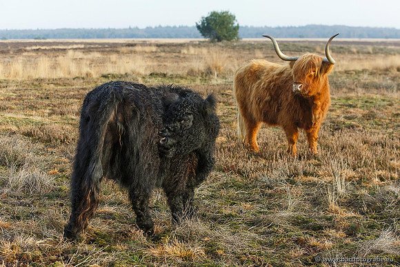 Cultuurdieren, Bart Fotografie-100