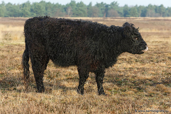 Cultuurdieren, Bart Fotografie-102