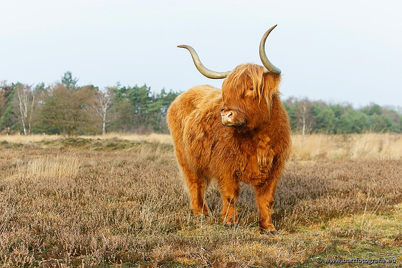 Cultuurdieren, Bart Fotografie-103