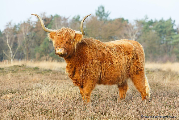 Cultuurdieren, Bart Fotografie-104