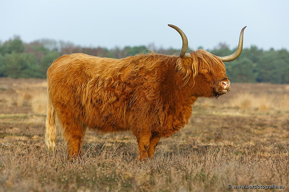 Cultuurdieren, Bart Fotografie-105