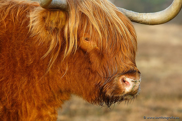 Cultuurdieren, Bart Fotografie-108
