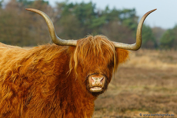 Cultuurdieren, Bart Fotografie-109