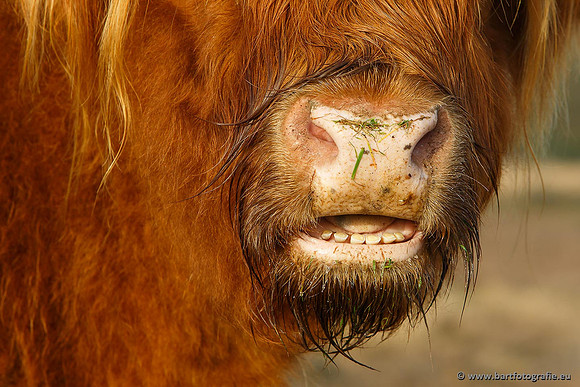 Cultuurdieren, Bart Fotografie-110