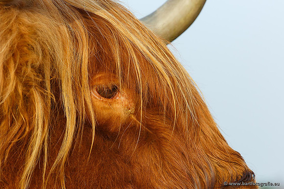 Cultuurdieren, Bart Fotografie-111