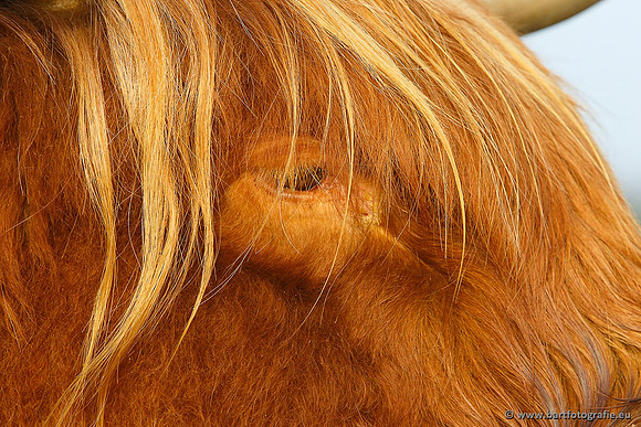 Cultuurdieren, Bart Fotografie-112