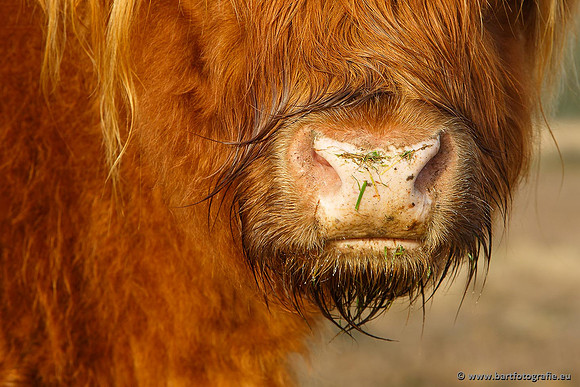 Cultuurdieren, Bart Fotografie-114