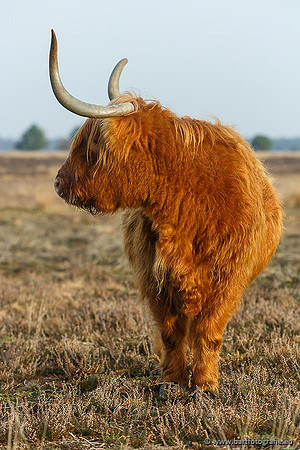 Cultuurdieren, Bart Fotografie-116