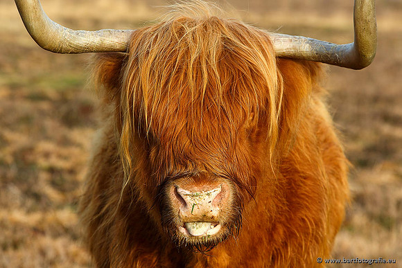 Cultuurdieren, Bart Fotografie-118