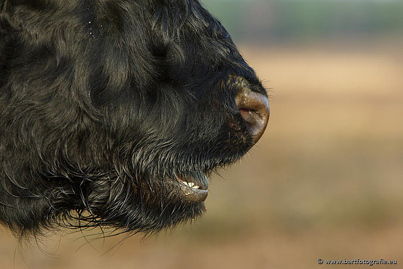 Cultuurdieren, Bart Fotografie-119