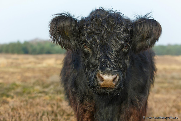 Cultuurdieren, Bart Fotografie-120