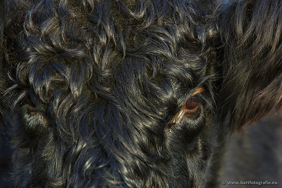 Cultuurdieren, Bart Fotografie-121