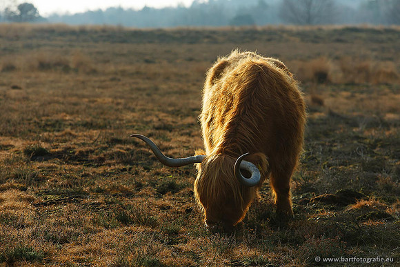 Cultuurdieren, Bart Fotografie-125
