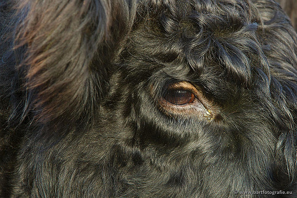 Cultuurdieren, Bart Fotografie-126