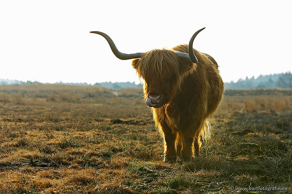 Cultuurdieren, Bart Fotografie-129