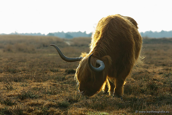 Cultuurdieren, Bart Fotografie-130