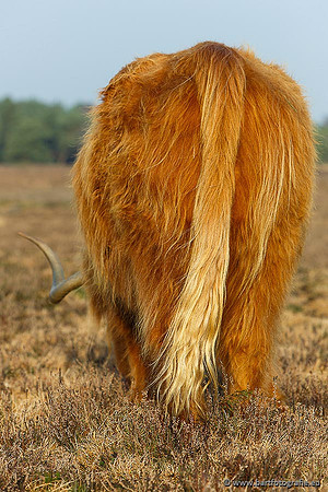 Cultuurdieren, Bart Fotografie-137