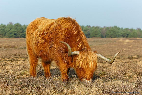 Cultuurdieren, Bart Fotografie-139