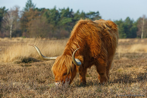 Cultuurdieren, Bart Fotografie-141