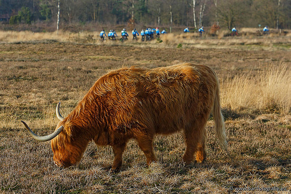 Cultuurdieren, Bart Fotografie-142