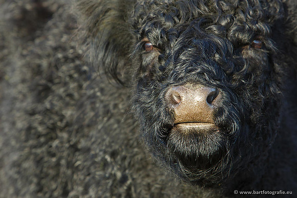 Cultuurdieren, Bart Fotografie-145