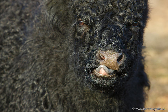 Cultuurdieren, Bart Fotografie-146
