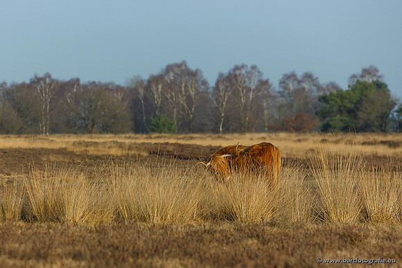 Cultuurdieren, Bart Fotografie-148