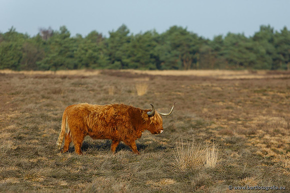 Cultuurdieren, Bart Fotografie-149