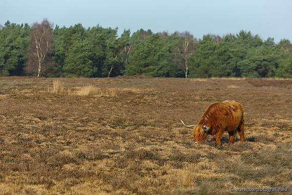 Cultuurdieren, Bart Fotografie-150