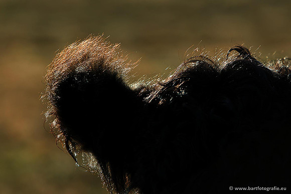Cultuurdieren, Bart Fotografie-152