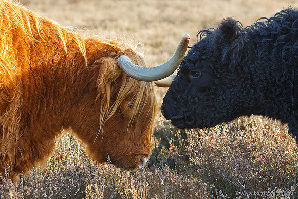 Cultuurdieren, Bart Fotografie-153