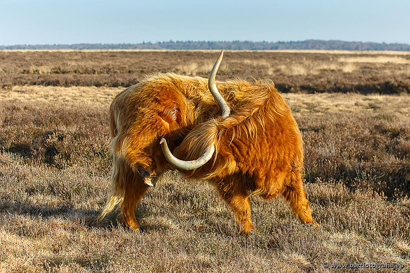 Cultuurdieren, Bart Fotografie-154