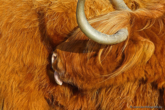 Cultuurdieren, Bart Fotografie-155