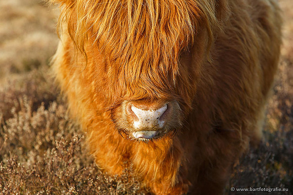Cultuurdieren, Bart Fotografie-159