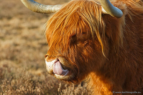 Cultuurdieren, Bart Fotografie-160