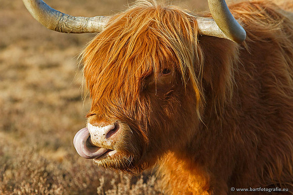 Cultuurdieren, Bart Fotografie-161