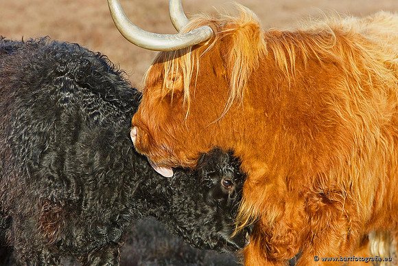 Cultuurdieren, Bart Fotografie-162