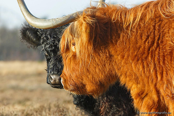 Cultuurdieren, Bart Fotografie-163